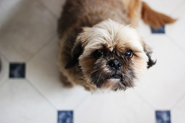 hopeful dog begging for scraps