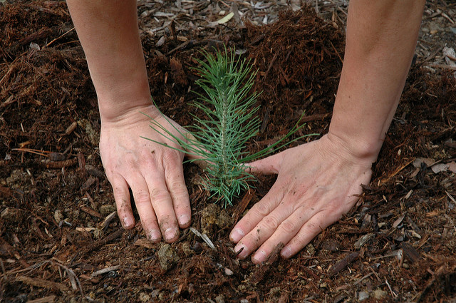 plant a tree for love a tree day