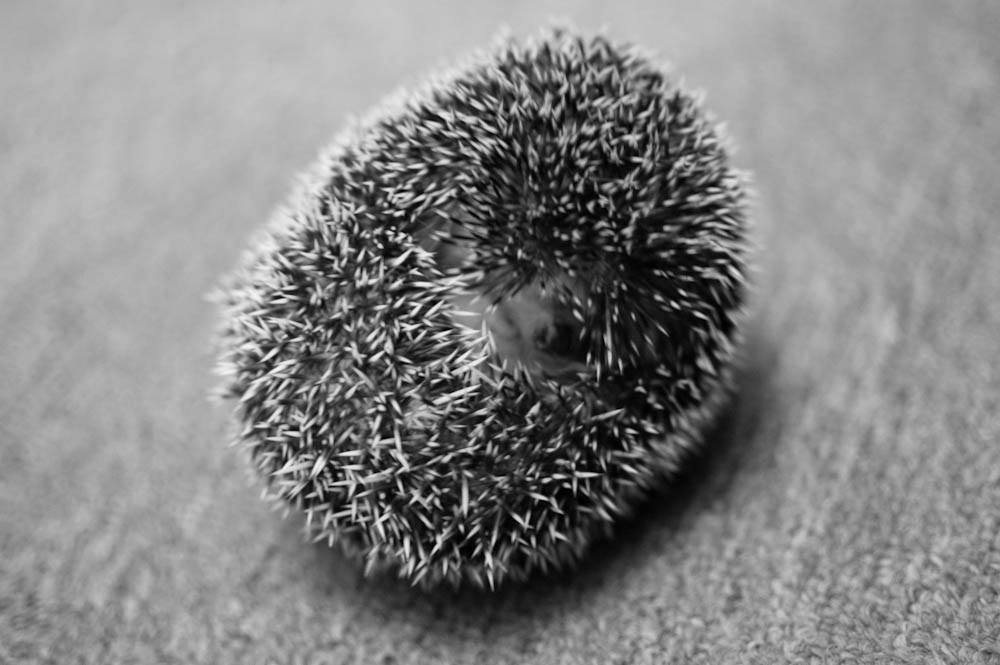 balling hedgehog