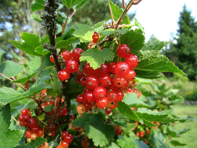 currant bush