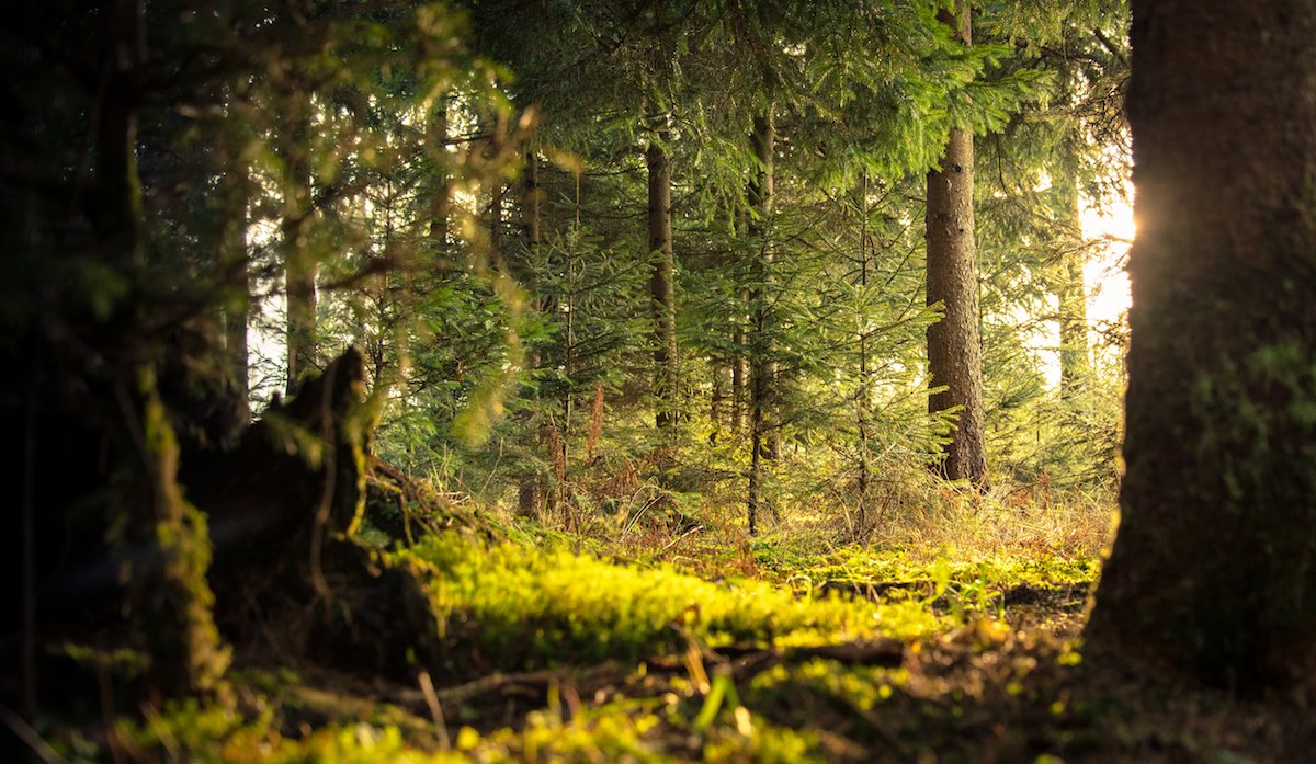 forest of trees