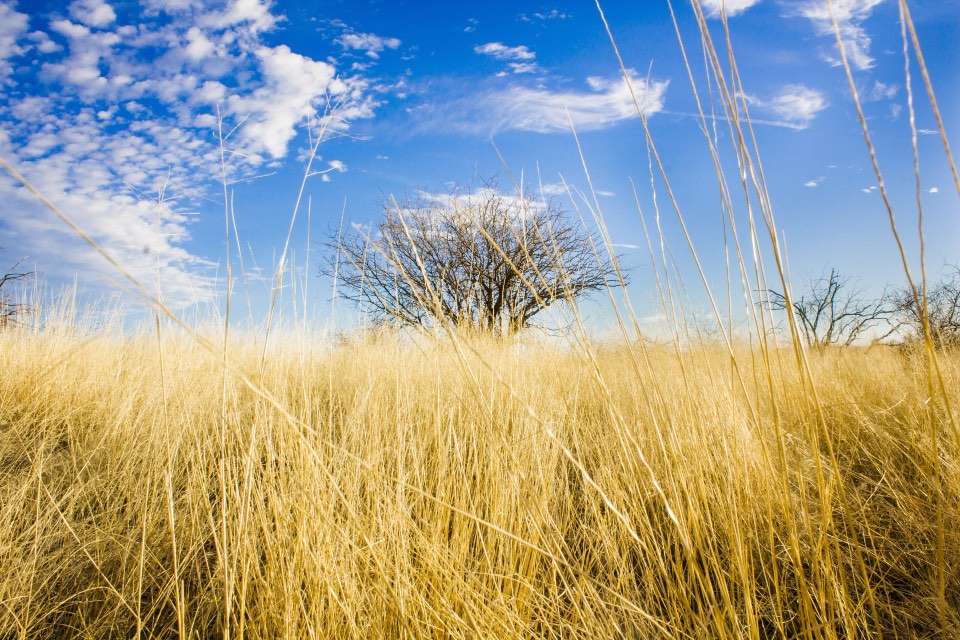 field with tree