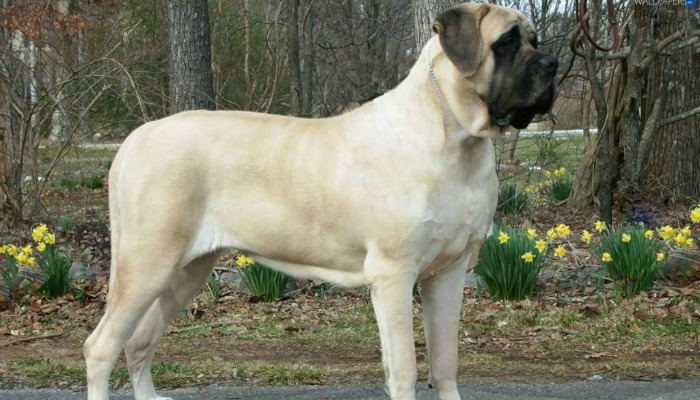 english mastiff joseph smith's dog