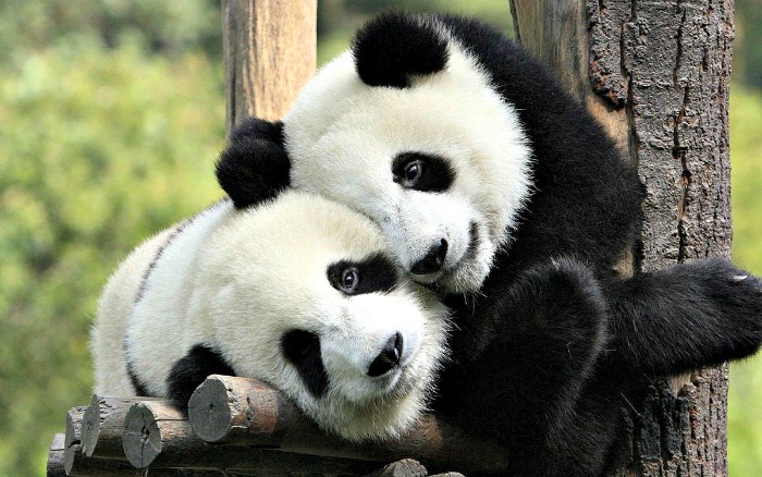 Pandas Hugging and Smiling