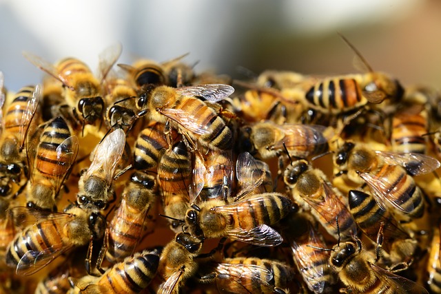 Busy bees on beehive