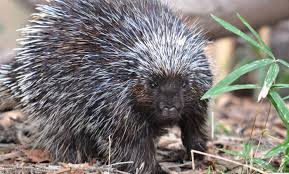 porcupine