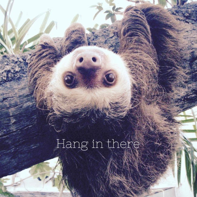 sloth hang in there