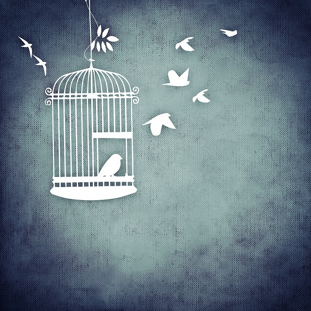 birds set free from a cage