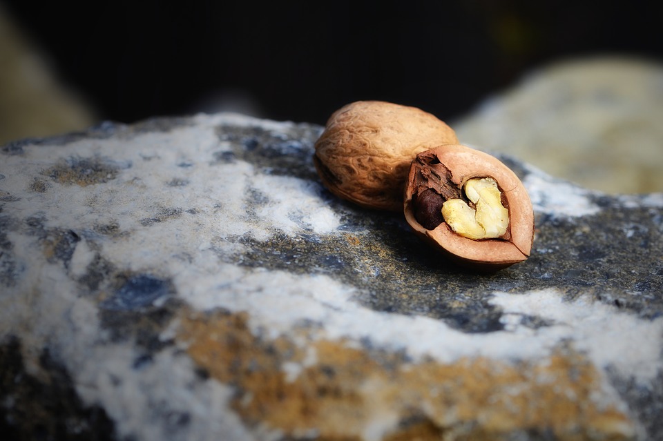 broken nutshell with heart shaped nut inside