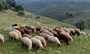 sheep grazing Israel