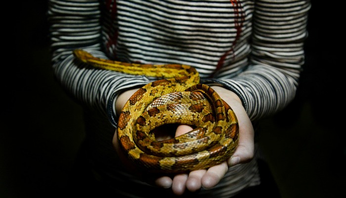 Person holding a snake.