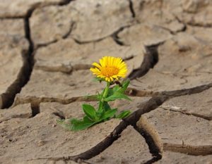 flower in desert