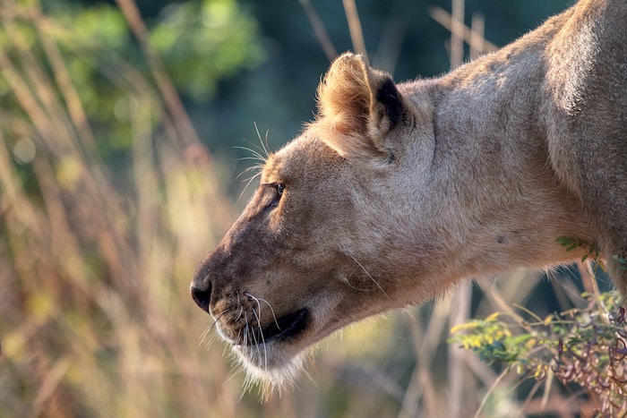 savior cougar mountain lion