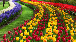 flower garden tulips