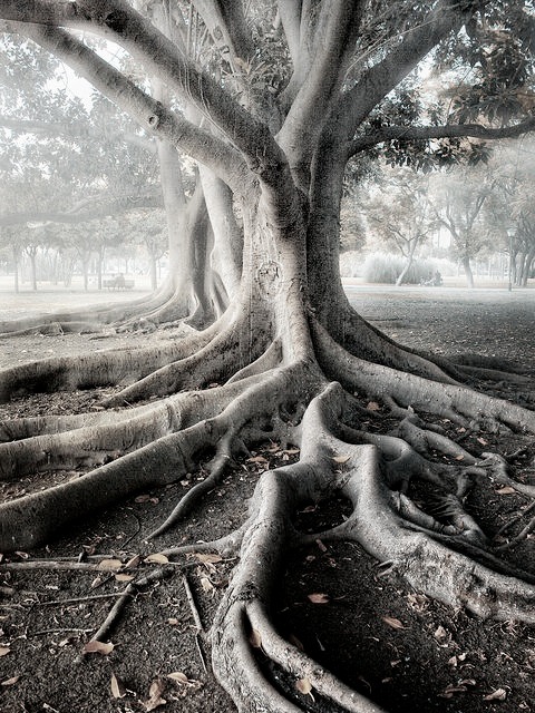 Old tree black and white