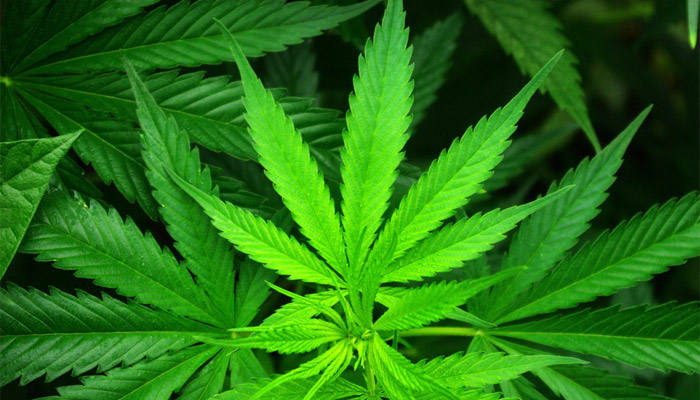 medical marijuana leaf