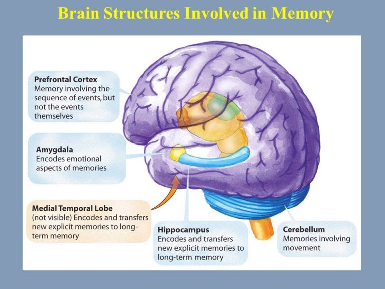 Emotions Or Logic Which Does The Holy Ghost Influence More Third Hour   Memory In The Brain 768x576 