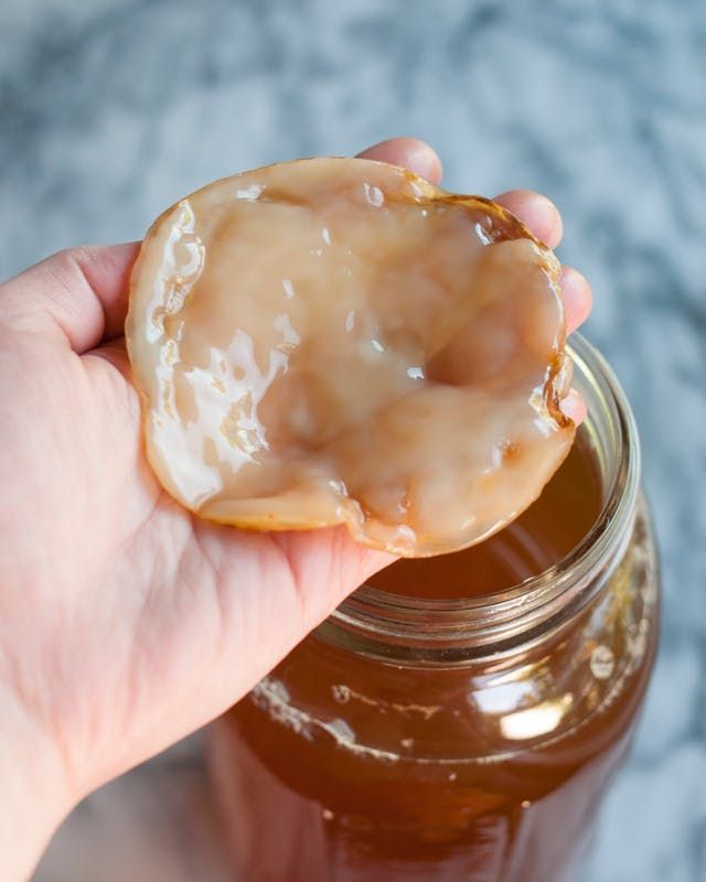 Kombucha Scoby in Hand | Third Hour | Can Mormons Drink Kombucha | Is Kombucha Against the Word of Wisdom | Can LDS Drink Kombucha | Kombucha Word of Wisdom