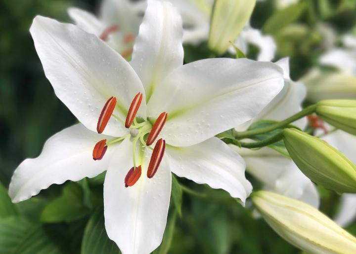 white lilies_tender mercies