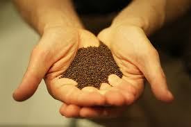 man holding mustard seeds