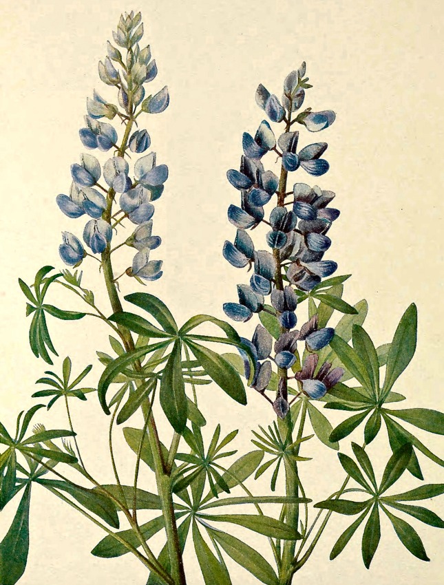 Lupine Flower