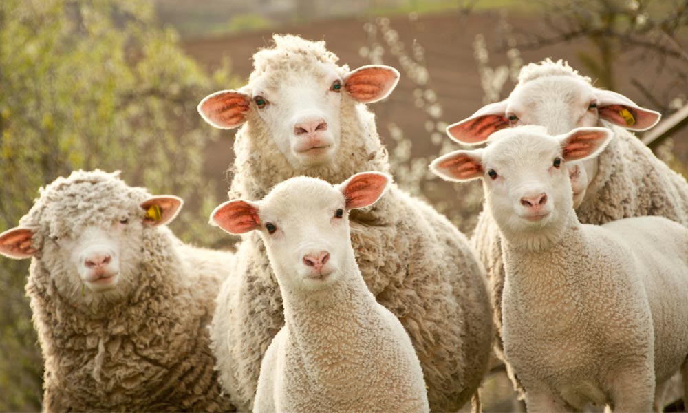 attentive sheep