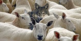 wolf among sheep