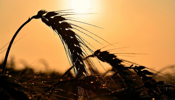 Image of wheat field