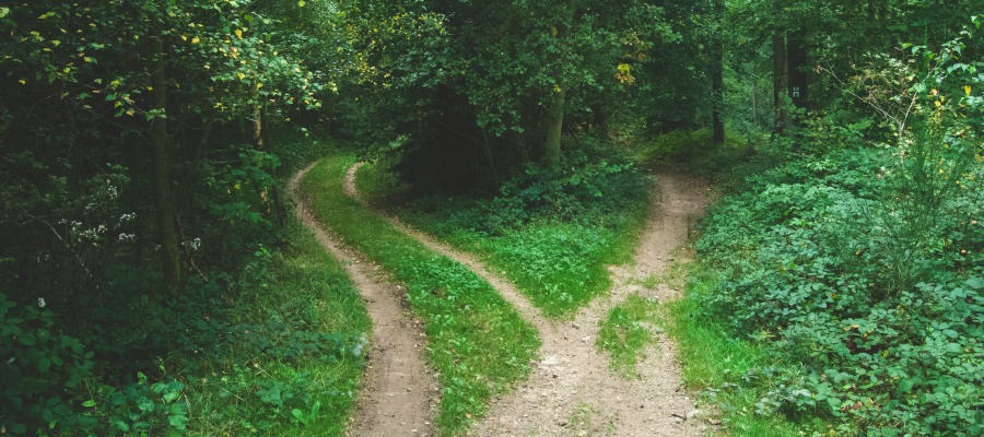 Dos caminos a través de un bosque.