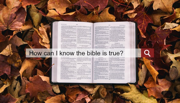An internet search bar overlapping a Bible resting on colorful leaves.