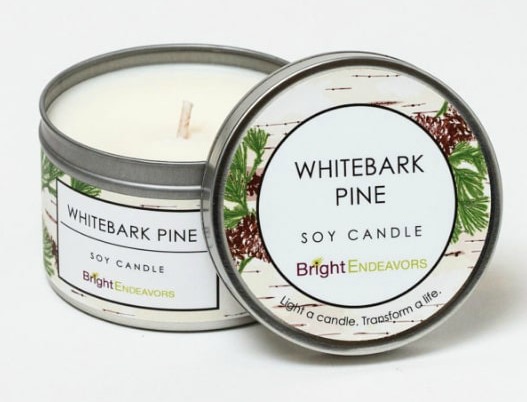 Bright Endeavors Whitebark Pine candle