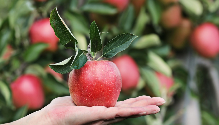 apple orchard