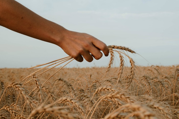 holding wheat Mormon