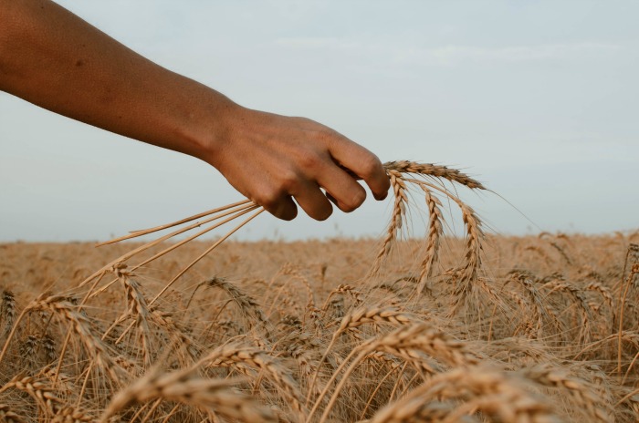 Hand Holding Wheat in Field | What We’re All Forgetting About the Wheat and Tares Parable | Third Hour | Wheat and Tares LDS | The Imperfect Harvest LDS | Wheat vs Tares