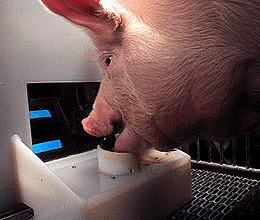 pig using a joystick-mormon