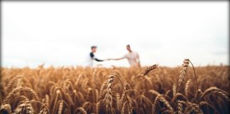 Two Men in Wheat Field | What We’re All Forgetting About the Wheat and Tares Parable | Third Hour | Wheat and Tares LDS | The Imperfect Harvest LDS | Wheat vs Tares