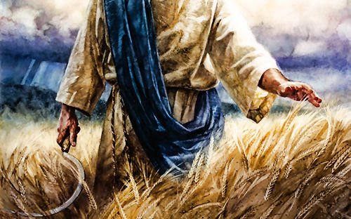 Christ harvesting barley