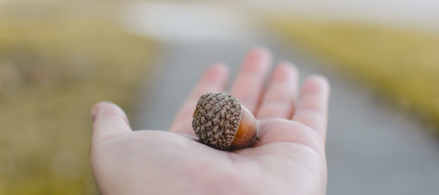 An acorn.