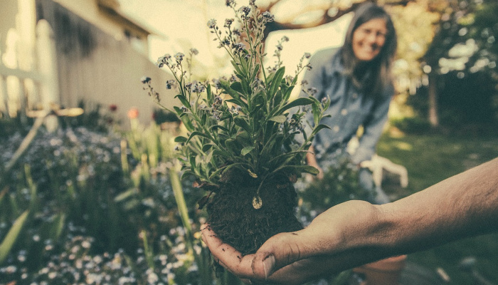 Woman in garden looking at plant.