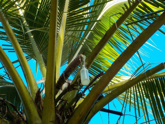 coconut toddy