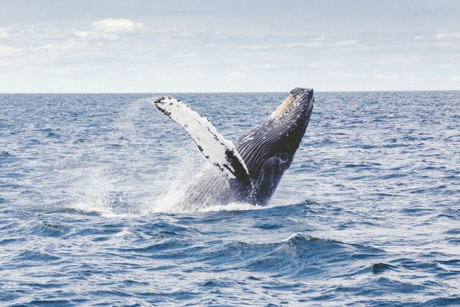 Humpback whale