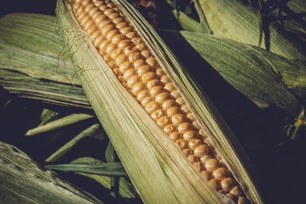 corn husk