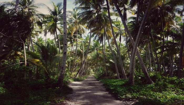 Jungle path