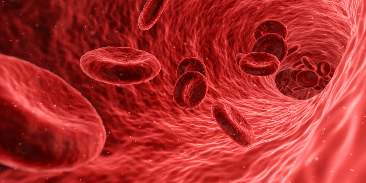 blood cells health body