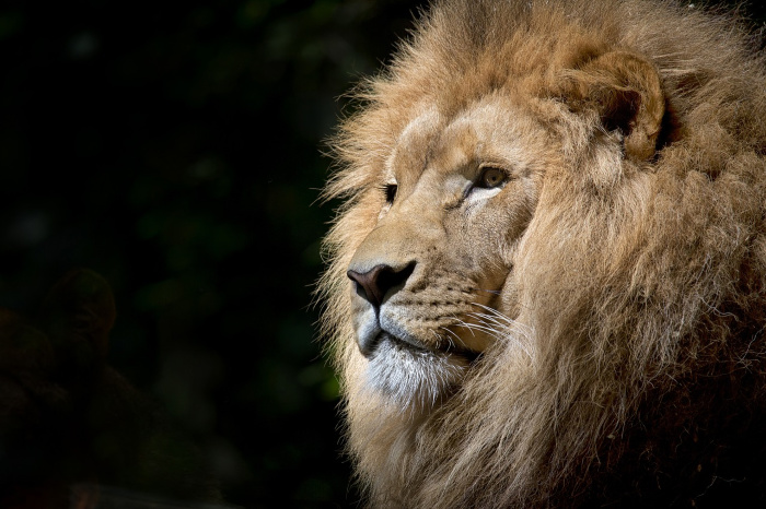 lion stare magic aslan