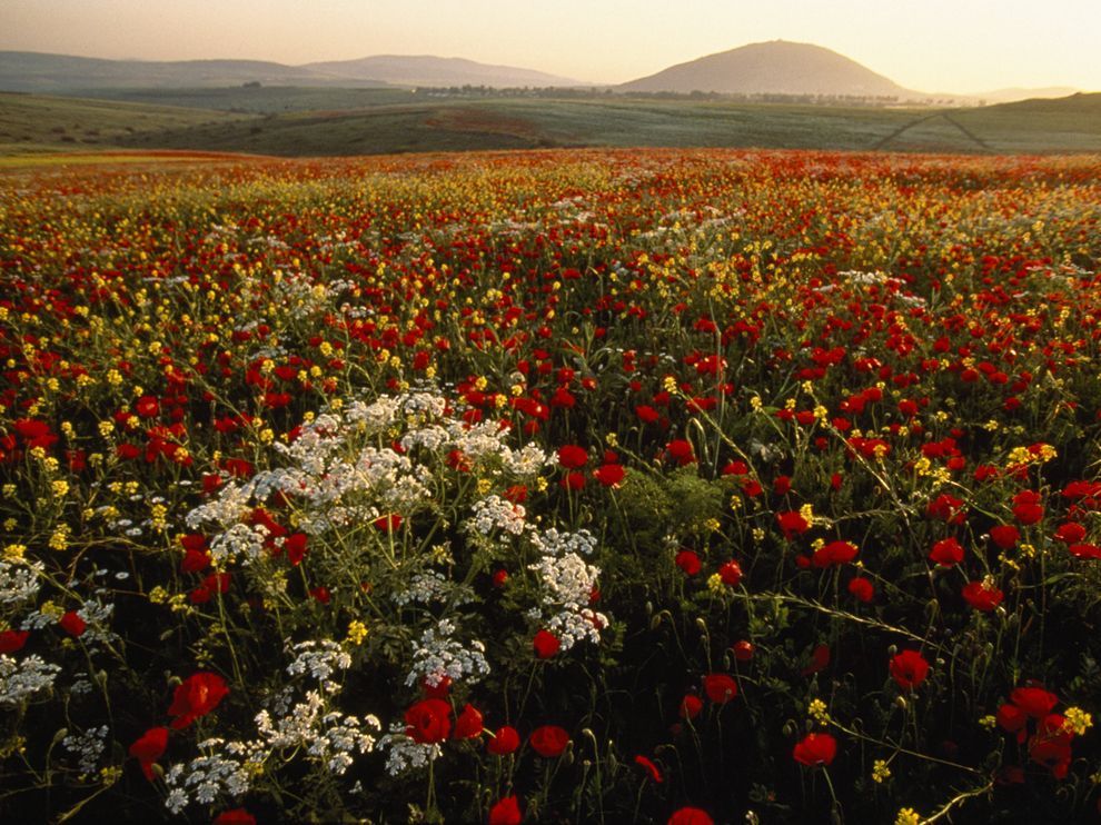 Jezreel Valley in Spring by Annie Griffiths