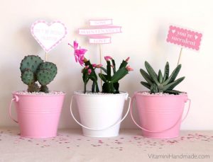 succulent planters for valentine's day