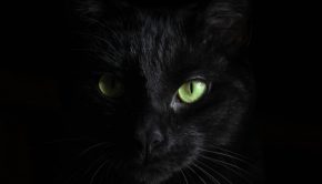 closeup of a black cat