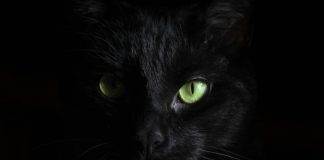 closeup of a black cat