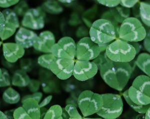 Superstition about Four Leaf Clover